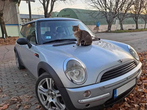 Macskával a motorháztetőn fotózott Mini használtautó hirdetéshez